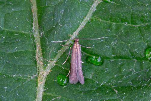 Coptotriche angusticollella